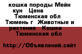 кошка породы Мейн-кун › Цена ­ 13 000 - Тюменская обл., Тюмень г. Животные и растения » Кошки   . Тюменская обл.